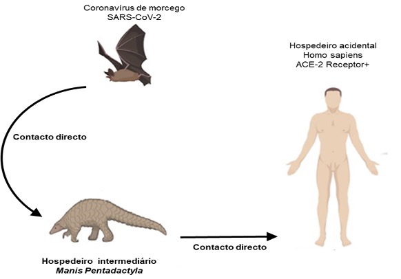 10 Peculiaridades dos animais que parecem erros da evolução, mas