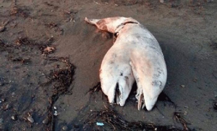 Carcaça de um golfinho de duas cabeças foi encontrada numa praia na Turquia (Foto: Reprodução/Facebook