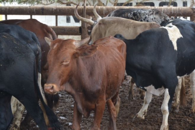 Espécies bovinas em fazenda angolana /Foto do CDI/MINCT