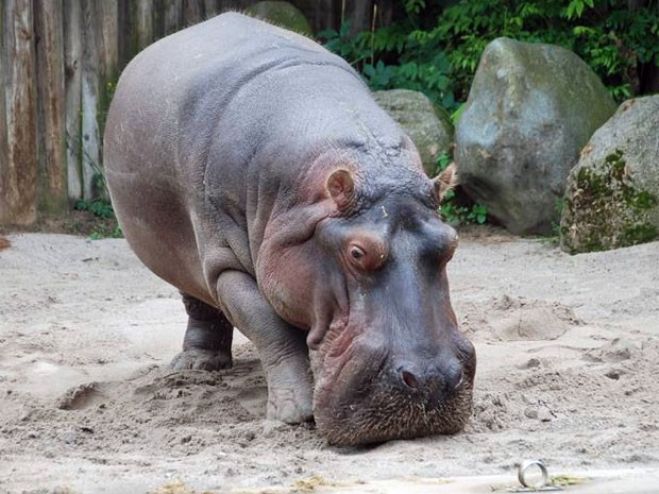 Hipopotamo Maikel (Foto: Divulgação/Zoo Frankfurt)